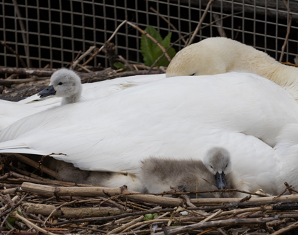 A swan with two cygnets