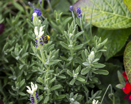 A close-up of a lavender plant at Fingal with a bee. 