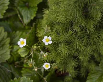 Strawberry patch flowers at Fingal. 