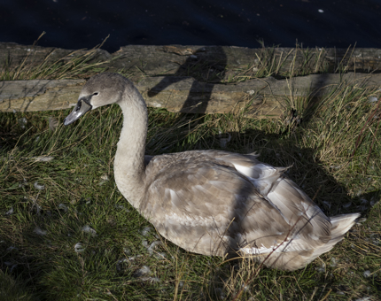 A signet sitting on the grass. 