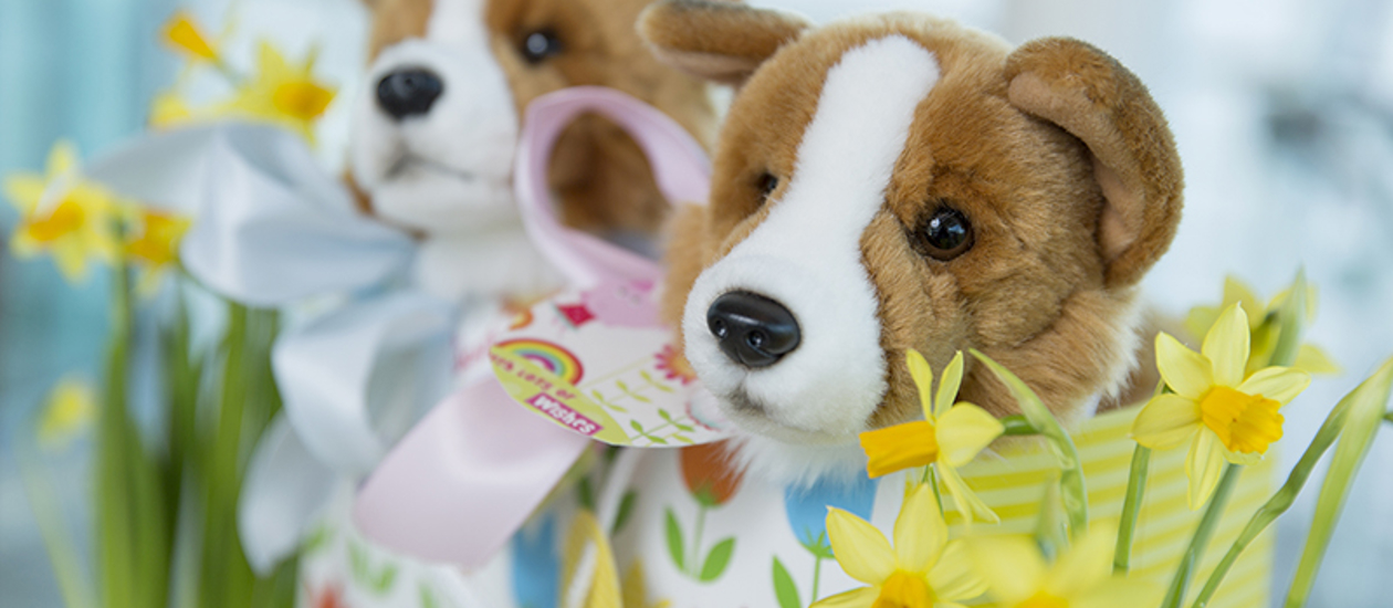 Two corgi plush toys in easter themed gift bags, there are daffodils. 