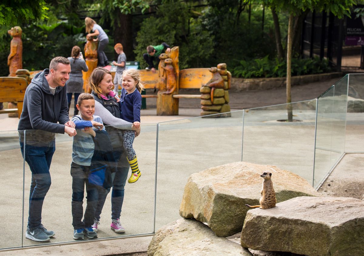 A Family is at Edinburgh Zoo looking at a meercat on a sunny day.