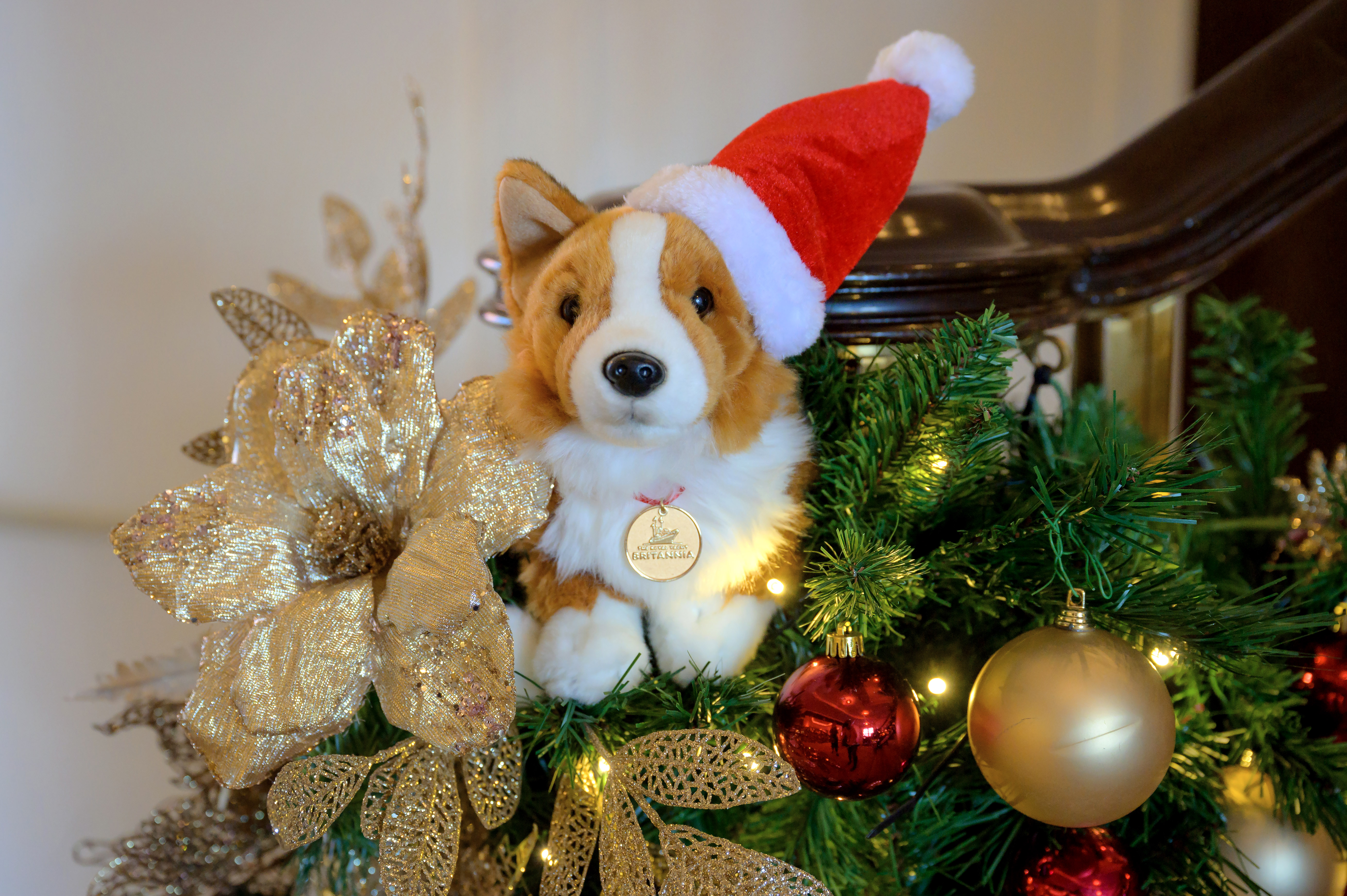 A plush toy corgi wearing a Santa hat. It is sitting amongst Christmas foliage and decorations aboard The Royal Yacht Britannia.