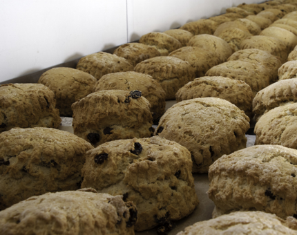 Close-up view of a large tray of freshly baked fruit scones.