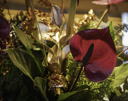 A crimson red anthurium with fir foliage and gold leaves in a festive display.