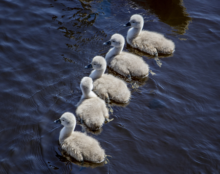 A group of four cygnets swimming in the water.