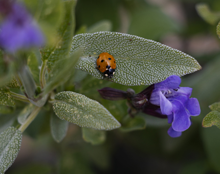 A close up of a lady bug on a leaf. 
